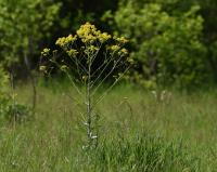 Boryt barvířský (Isatis tinctoria)