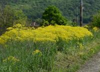 Boryt barvířský (Isatis tinctoria)