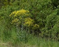 Boryt barvířský (Isatis tinctoria)