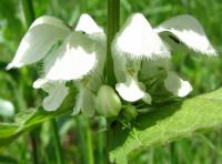 Hluchavka bílá (Lamium album)