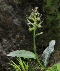 Vemeníček zelený (Coeloglossum viride)