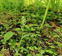 Vemeníček zelený (Coeloglossum viride)