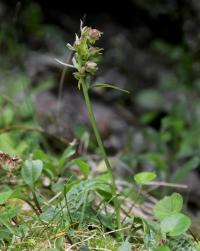 Vemeníček zelený (Coeloglossum viride)