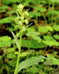 Vemeníček zelený (Coeloglossum viride)