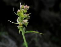 Vemeníček zelený (Coeloglossum viride)