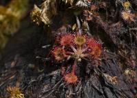 Rosnatka okrouhlolistá (Drosera rotundifolia)