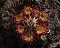 Rosnatka okrouhlolistá (Drosera rotundifolia)