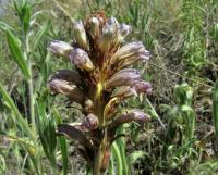Mordovka nachová česká (Phelipanche purpurea subsp bohemica)