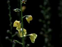 Divizna švábovitá (Verbascum blattaria)