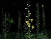 Divizna švábovitá (Verbascum blattaria)