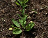 Divizna švábovitá (Verbascum blattaria)