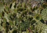 Opuncie hnědoostná (Opuntia phaeacantha)