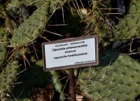 Opuncie hnědoostná (Opuntia phaeacantha)