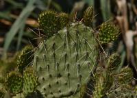 Opuncie hnědoostná (Opuntia phaeacantha)