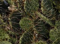 Opuncie hnědoostná (Opuntia phaeacantha)