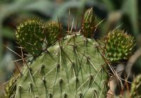 Opuncie hnědoostná (Opuntia phaeacantha)