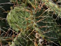 Opuncie hnědoostná (Opuntia phaeacantha)