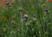 Ostropestřec mariánský (Silybum marianum)