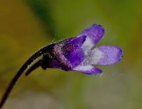 Tučnice obecná (Pinguicula vulgaris)