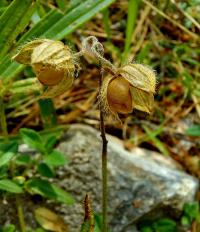 Devaterník velkokvětý tmavý (Helianthemum grandiflorum subsp obscurum) Devaterník velkokvětý tmavý (Helianthemum grandiflorum subsp obscurum)