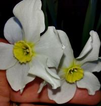 Narcis taceta (Narcissus tazetta subsp italicus)