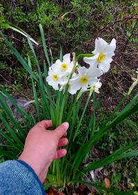 Narcis taceta (Narcissus tazetta subsp italicus)