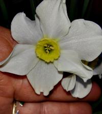 Narcis taceta (Narcissus tazetta subsp italicus)