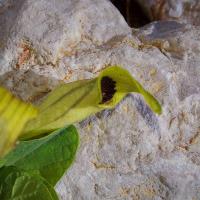 Podražec (Aristolochia lutea)