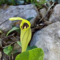 Podražec (Aristolochia lutea)