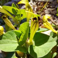 Podražec (Aristolochia lutea)