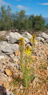 Asfodel žlutý (Asphodelus luteus)