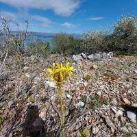 Asfodel žlutý (Asphodelus luteus)