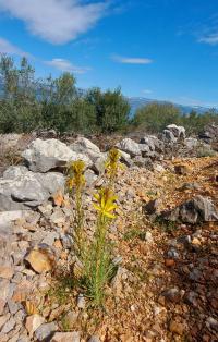 Asfodel žlutý (Asphodelus luteus)