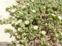 Kosmatec krystalový (Mesembryanthemum crystallinum)