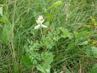 Zemědým popínavý (Fumaria capreolata)