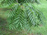 Ořešák černý (Juglans nigra)