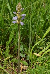 Mordovka nachová (Phelipanche purpurea)