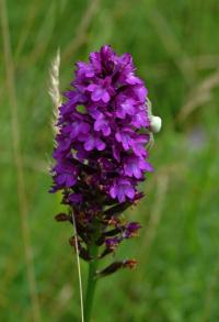 Rudohlávek jehlancovitý (Anacamptis pyramidalis)