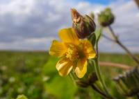 Mračňák Theophrastův (Abutilon theophrasti)