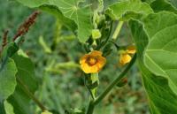 Mračňák Theophrastův (Abutilon theophrasti)