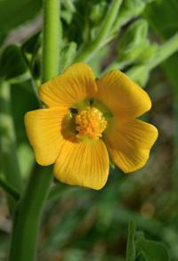 Mračňák Theophrastův (Abutilon theophrasti)