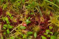 Rosnatka okrouhlolistá (Drosera rotundifolia)