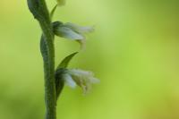 Švihlík krutiklas (Spiranthes spiralis)