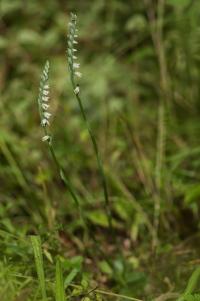 Švihlík krutiklas (Spiranthes spiralis)