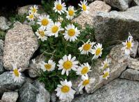 Kopretinka alpská tatranská (Leucanthemopsis alpina subsp tatrae)