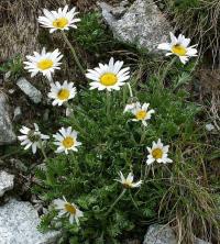 Kopretinka alpská tatranská (Leucanthemopsis alpina subsp tatrae)