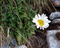 Kopretinka alpská tatranská (Leucanthemopsis alpina subsp tatrae)