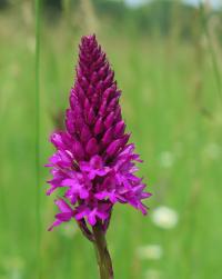 Rudohlávek jehlancovitý (Anacamptis pyramidalis)