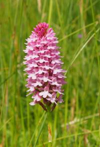 Rudohlávek jehlancovitý (Anacamptis pyramidalis)