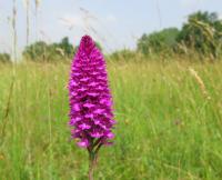 Rudohlávek jehlancovitý (Anacamptis pyramidalis)